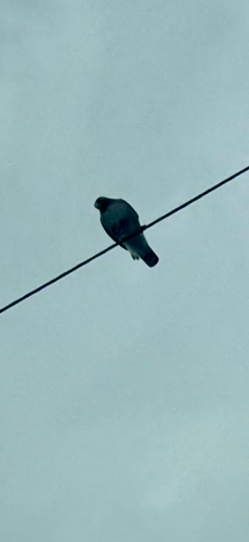 Red-tailed Hawk observed by narcolepticnaturalist