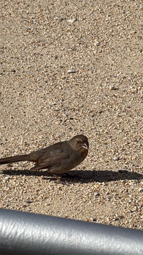 iNaturalist observation photo of California Towhee