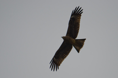 Milvus migrans