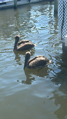 Brown Pelican observed by rosefg