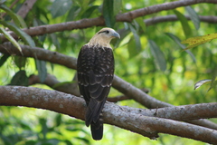 Daptrius chimachima