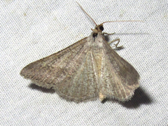 Macaria saphenata