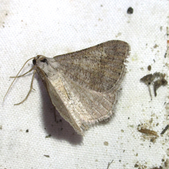 Macaria saphenata