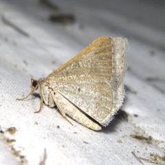 Macaria saphenata