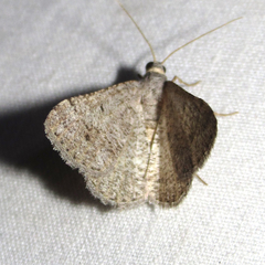 Macaria saphenata