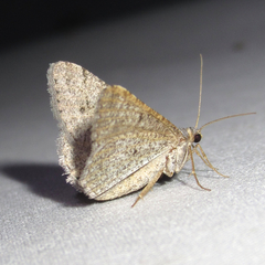 Macaria saphenata