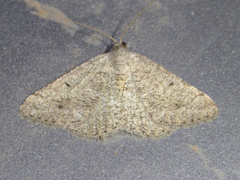 Macaria saphenata