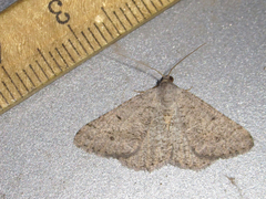 Macaria saphenata