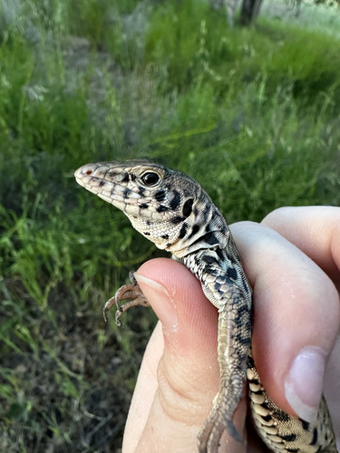 iNaturalist observation photo of Western Whiptail