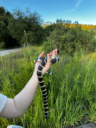 California King Snake observed by temminicki