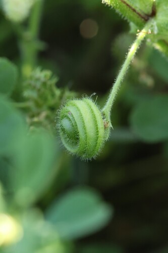 Medicago scutellata, photograph 5