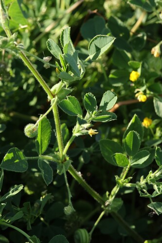 Medicago scutellata, photograph 6