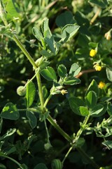 Medicago scutellata, photograph (c) Antoine Thivolle, some rights reserved (CC BY)