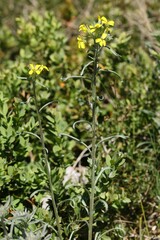 Nevada Wallflower (Erysimum nevadense)