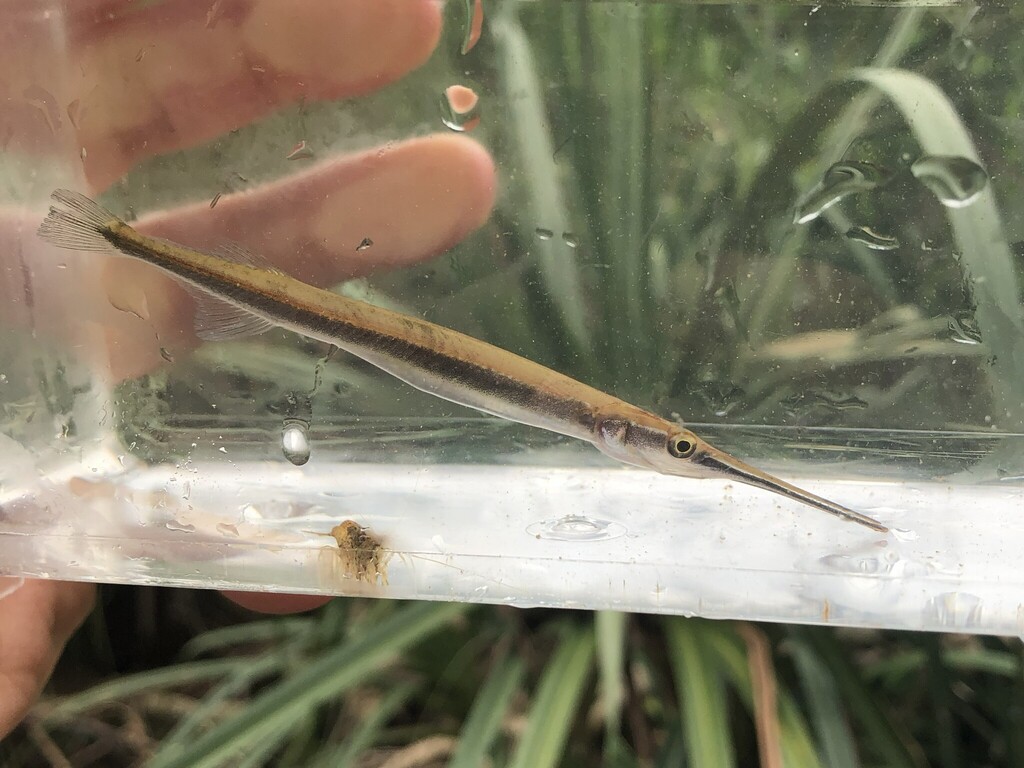 Asian needlefish (Xenentodon cancila) — Belonidae