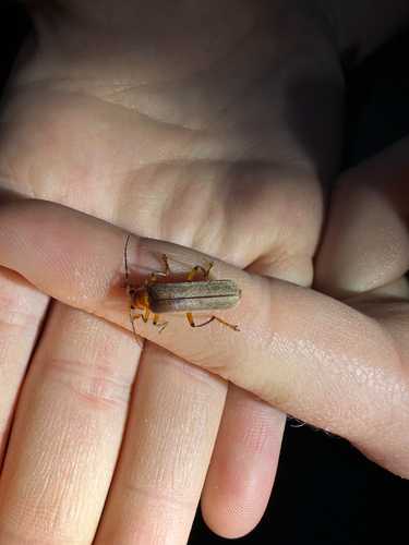 iNaturalist observation photo of Brown Leather Wing Beetle