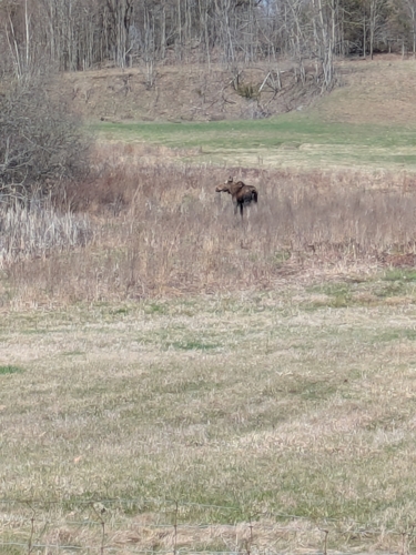 Moose observed by brypeg