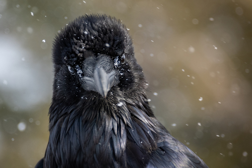 Common Raven photographed in Utah