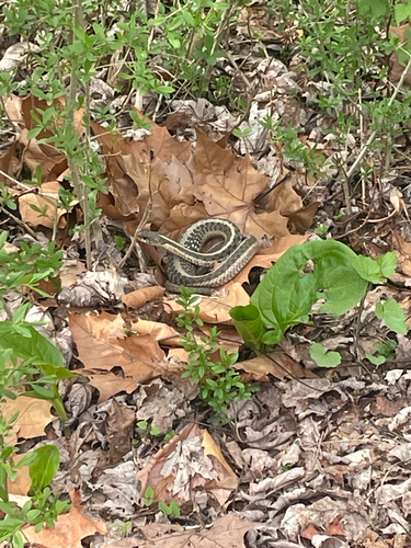 Common Garter Snake observed by yubabirder