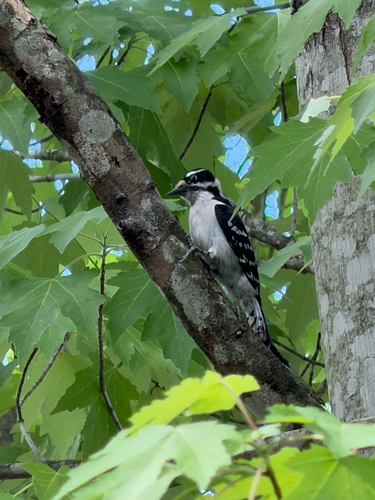 Downy Woodpecker observed by chrisll2001