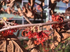 Hamamelis × intermedia
