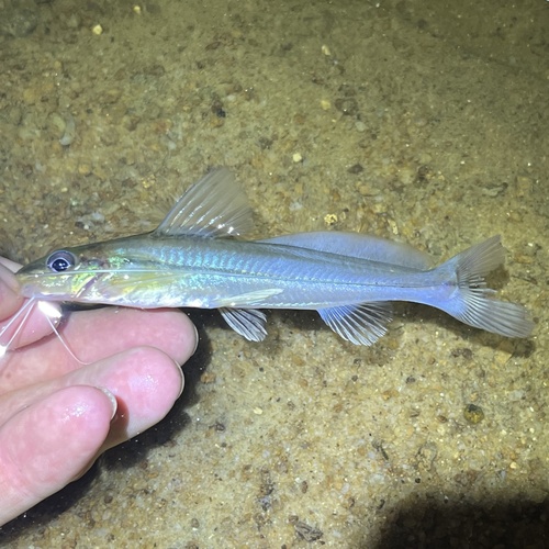 Pimelodella geryi — Heptapteridae — 3