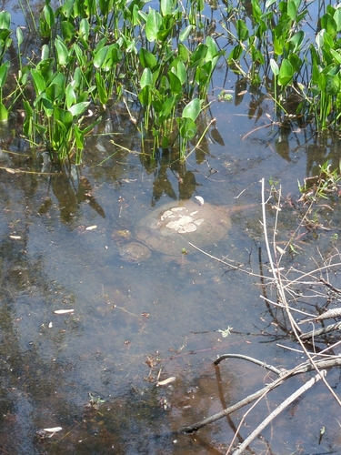 Common Snapping Turtle observed by floatingturkey