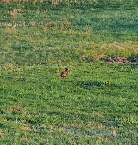 Bażant observed by mbronikowski