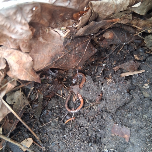 Eastern Red-backed Salamander observed by apgarm