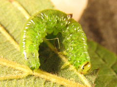 Euura glutinosae