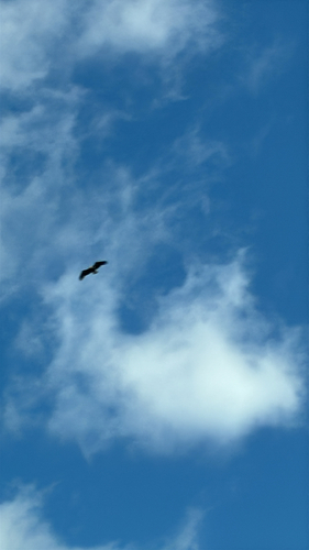 Bald Eagle observed by whatsthatanimal