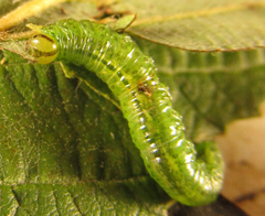 Euura glutinosae