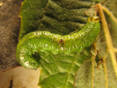 Euura glutinosae