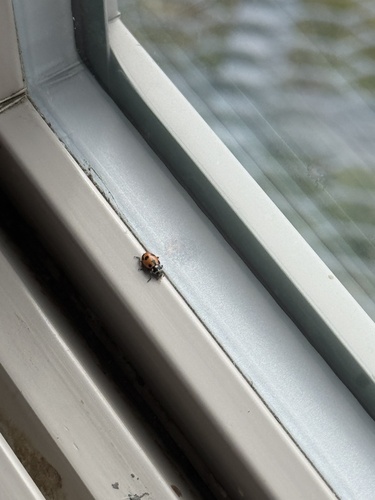 Parenthesis Lady Beetle