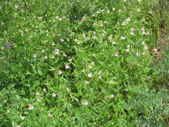 Erythranthe erubescens