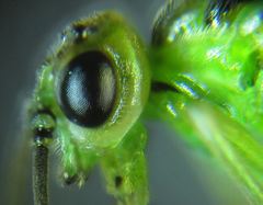 Euura glutinosae