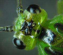 Euura glutinosae