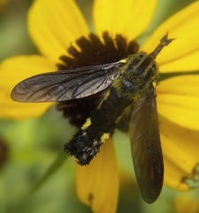 Lepidophora lepidocera