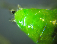 Euura glutinosae