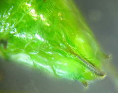 Euura glutinosae