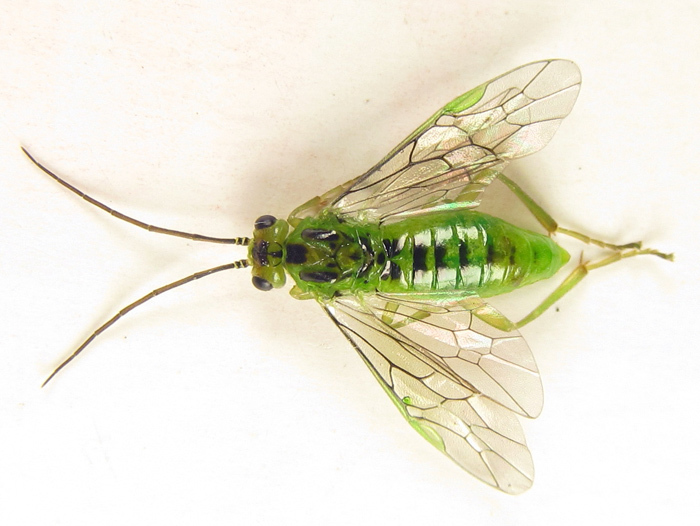 Green Alder Nematine