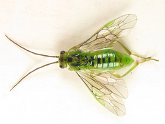 Euura glutinosae