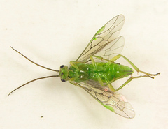 Euura glutinosae