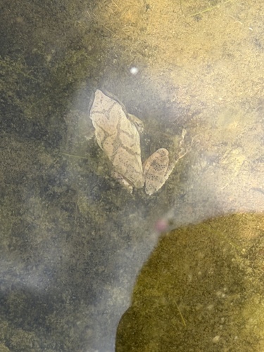 Spring Peeper observed by benwadejones