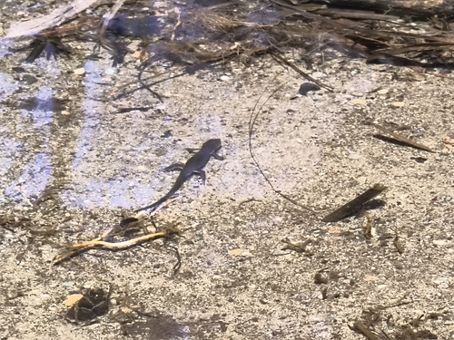 Eastern Newt observed by jckinney