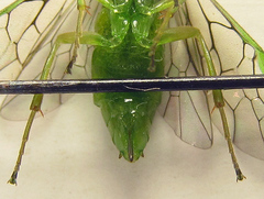 Euura glutinosae