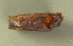 Euura glutinosae