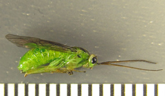 Euura glutinosae