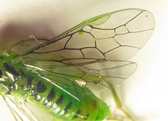 Euura glutinosae