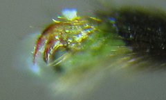 Euura glutinosae